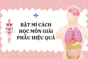 Bật mí cách học tốt môn Giải phẫu